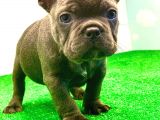 En Özel Blue Renk French Bulldog