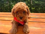 Toy Poodle Eğitimli Aşılı Yavrular