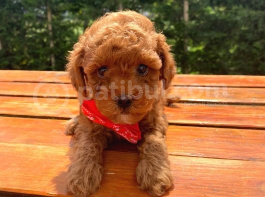 Toy Poodle Eğitimli Aşılı Yavrular görsel