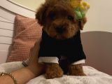 Maskot Poodle Bebekler