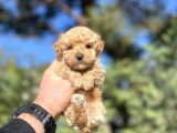 SEVİMLİ TOY POODLE ORJİNAL BEBEKLER