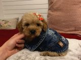 Maskot Poodle Bebekler
