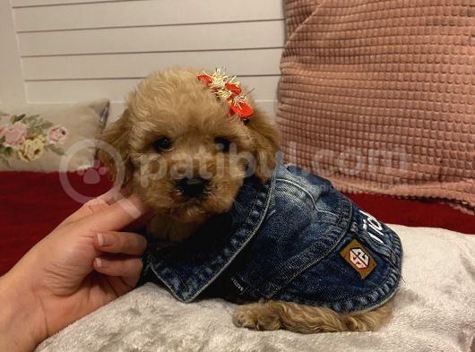 Maskot Poodle Bebekler görsel