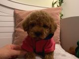 Ev Doğumlu Poodle Bebeklerimiz