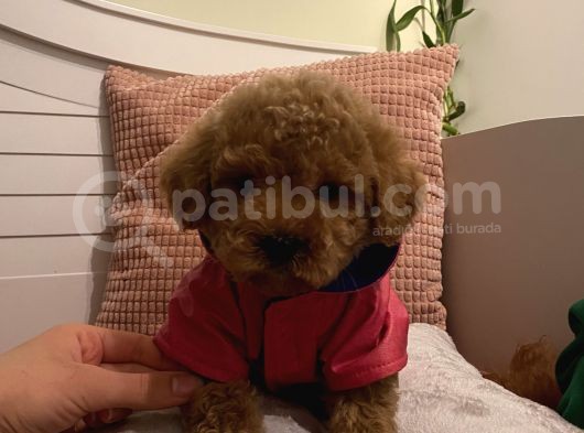 Ev Doğumlu Poodle Bebeklerimiz görsel