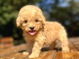 Mi̇ni̇ Boy Orji̇nal Toy Poodle Bebekler Çi̇ftli̇ği̇mi̇zden