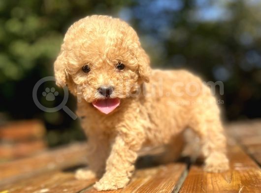 Mi̇ni̇ Boy Orji̇nal Toy Poodle Bebekler Çi̇ftli̇ği̇mi̇zden görsel