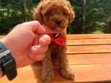 Toy Poodle Eğitimli Aşılı Yavrular