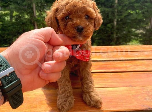 Toy Poodle Eğitimli Aşılı Yavrular görsel