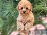 Tea Cup Poodle Yavrulari
