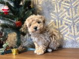 A Kali̇te Toy Poodle Bebekler Çi̇ftli̇ği̇mi̇zden