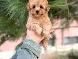 Tea Cup Poodle Yavrulari