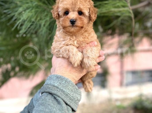 Tea Cup Poodle Yavrulari görsel