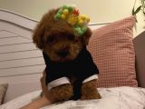 Ev Doğumlu Poodle Bebeklerimiz