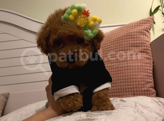 Ev Doğumlu Poodle Bebeklerimiz görsel