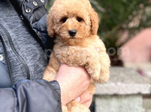 Mi̇nyatür Poodle Yavrular Show Görsel