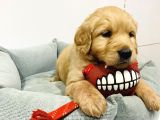 Orji̇nal Baby Face A+ Golden Retri̇ever Bebek