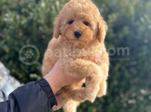 Mi̇nyatür Poodle Yavrular Show Görsel görsel
