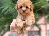 Tea Cup Poodle Yavrulari