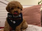 Maskot Poodle Bebekler