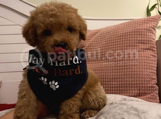 Maskot Poodle Bebekler görsel