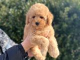 Mi̇nyatür Poodle Yavrular Show Görsel