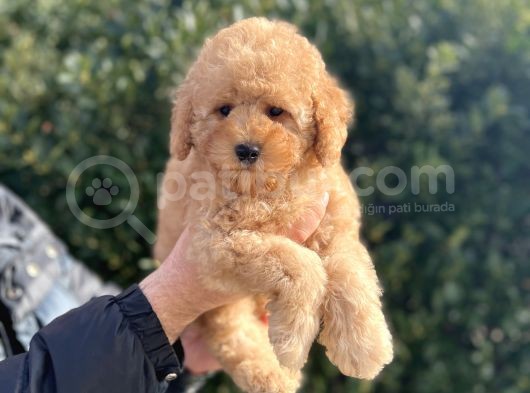 Mi̇nyatür Poodle Yavrular Show Görsel görsel