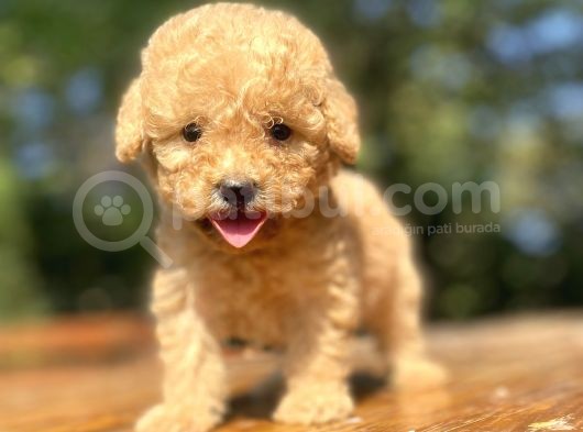 Mi̇ni̇ Boy Orji̇nal Toy Poodle Bebekler Çi̇ftli̇ği̇mi̇zden görsel