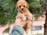 XXS MİNİ TOY POODLE YAVRULAR