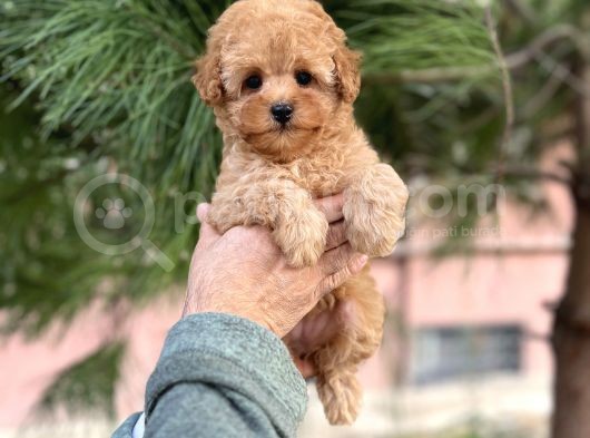Xxs Mi̇ni̇ Toy Poodle Yavrular