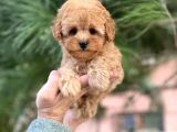 Xxs Mi̇ni̇ Toy Poodle Yavrular