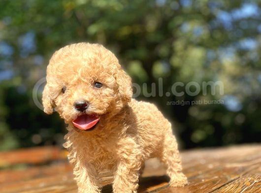 Mi̇ni̇ Boy Orji̇nal Toy Poodle Bebekler Çi̇ftli̇ği̇mi̇zden
