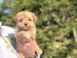 TEACUP DİŞİ POODLE BEBEĞİMİZ
