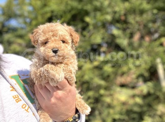 Teacup Di̇şi̇ Poodle Bebeği̇mi̇z