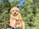 Sevi̇mli̇ Toy Poodle Orji̇nal Bebekler