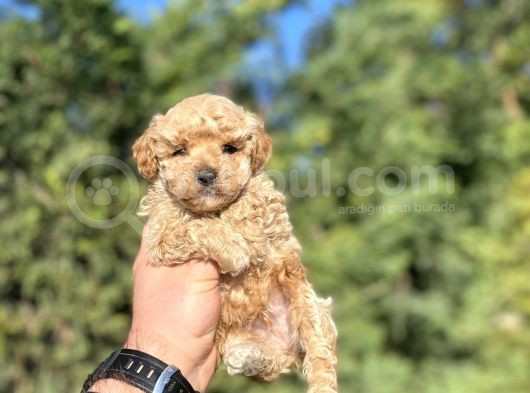 Sevi̇mli̇ Toy Poodle Orji̇nal Bebekler görsel