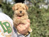 Teacup Di̇şi̇ Poodle Bebeği̇mi̇z
