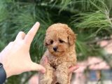 Tea Cup Poodle Yavrulari