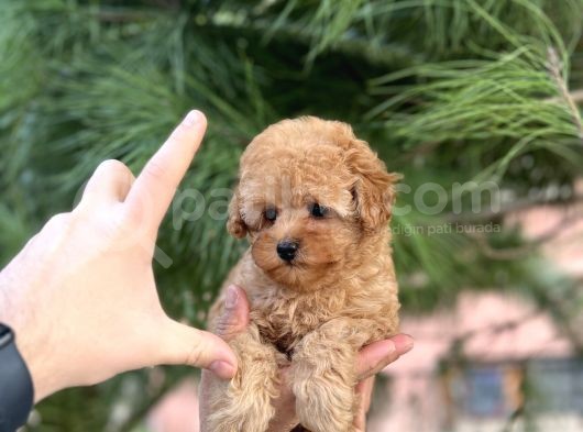 Tea Cup Poodle Yavrulari görsel