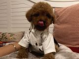 Maskot Poodle Bebekler