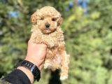 Sevi̇mli̇ Toy Poodle Orji̇nal Bebekler