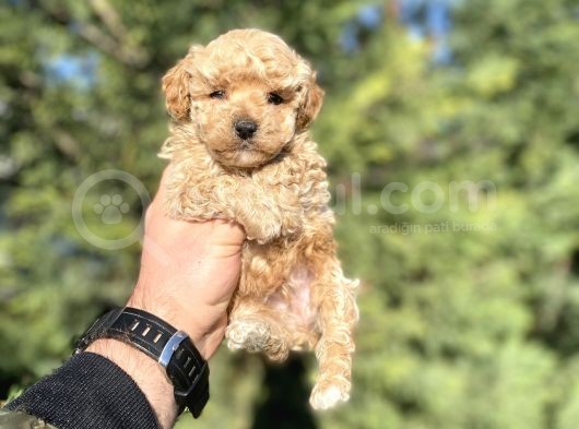 Sevi̇mli̇ Toy Poodle Orji̇nal Bebekler görsel