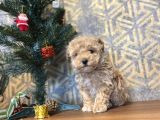 A Kali̇te Toy Poodle Bebekler Çi̇ftli̇ği̇mi̇zden