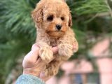 Xxs Mi̇ni̇ Toy Poodle Yavrular
