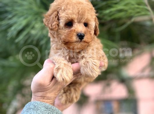 Xxs Mi̇ni̇ Toy Poodle Yavrular görsel