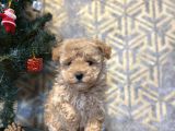 A KALİTE TOY POODLE BEBEKLER ÇİFTLİĞİMİZDEN