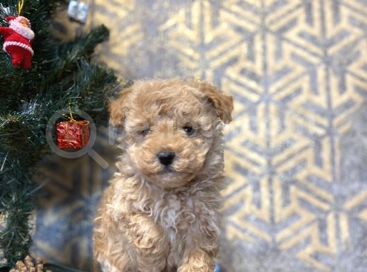 A Kali̇te Toy Poodle Bebekler Çi̇ftli̇ği̇mi̇zden