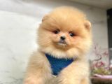 Evinizin neşesi  Pomeranian boo
