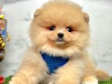 Evinizin Neşesi  Pomeranian Boo