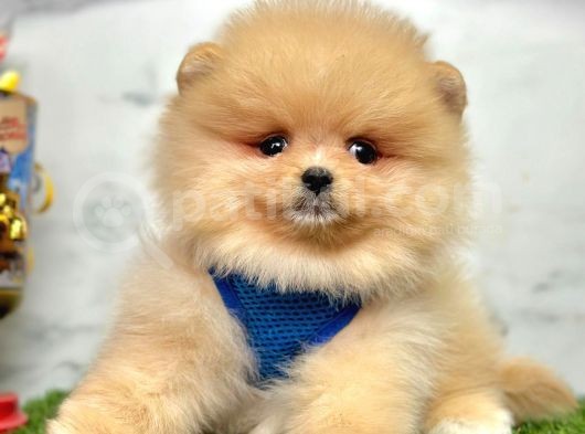 Evinizin Neşesi  Pomeranian Boo görsel